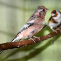 Coppia 2025 ciuffolotto siberiano codalunga