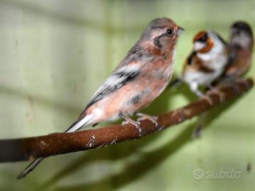 Coppia 2025 ciuffolotto siberiano codalunga