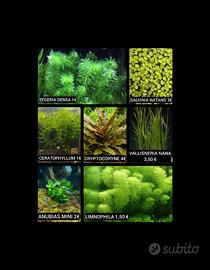 Piante per acquario facili