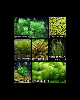 Piante per acquario facili