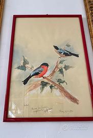 Acquarello pettirosso