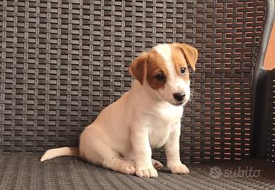 Jack Russell cucciolo
