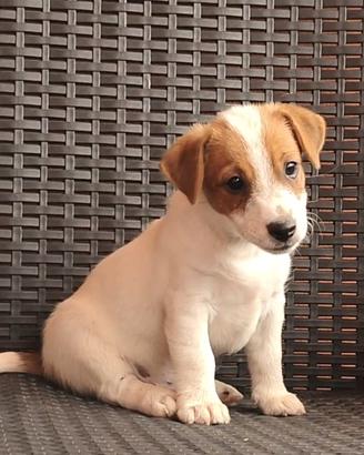 Jack Russell cucciolo
