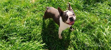 Boston terrier con pedigree