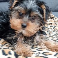 Cucciolo yorkshire