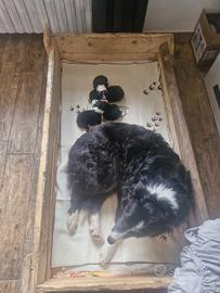 Border collie cuccioli