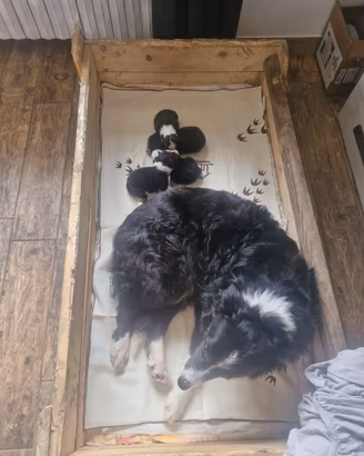 Border collie cuccioli