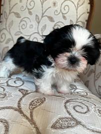 Cucciolo di Shih Tzu 3 mesi maschietto