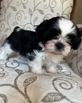 Cucciolo di Shih Tzu 3 mesi maschietto