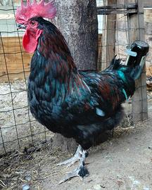 Gallo olive egger