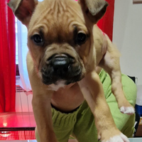 Ultimo cucciolo di amstaff