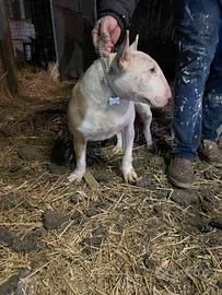 Bull terrier