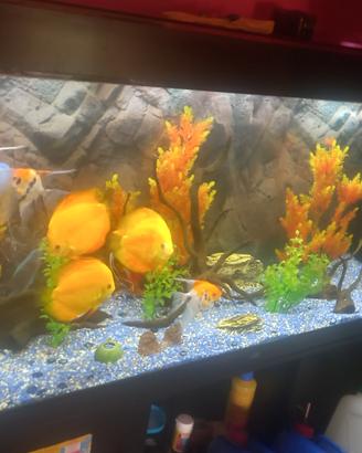 ACQUARIO JUWEL RIO 450 ARREDATO CON SUPPORTO