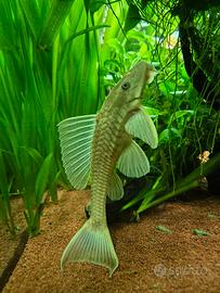 Plecostomus gold a pinne lunghe 