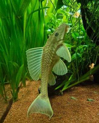 Plecostomus gold a pinne lunghe 