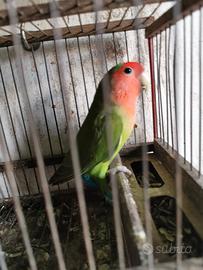 Pappagalli Inseparabili Pulli e Adulti di vari col