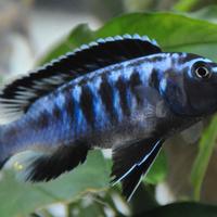 Ciclidi Malawi Pesci Pseudotropheus Interruptus