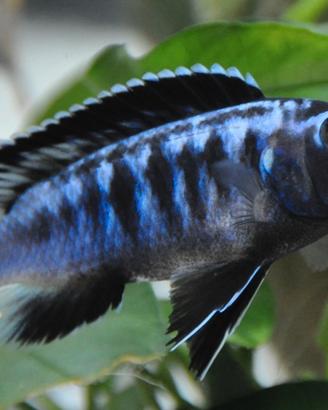 Ciclidi Malawi Pesci Pseudotropheus Interruptus