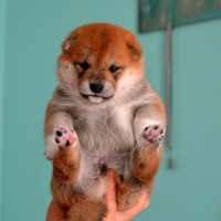 Cuccioli Shiba Inu allevati in famiglia