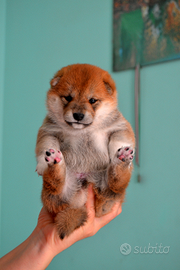 Cuccioli Shiba Inu allevati in famiglia