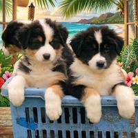 Pastore australiano Australian Shepherd cuccioli