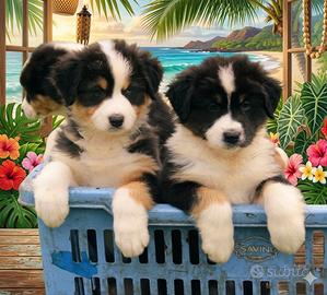 Pastore australiano Australian Shepherd cuccioli