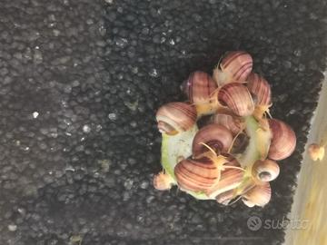 Caridine ampullarie e piante per acquario