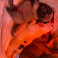 Cuccioli di buldog francese