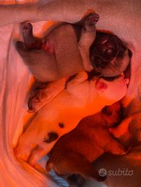 Cuccioli di buldog francese