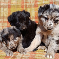 Cuccioli di pastore del Lagorai