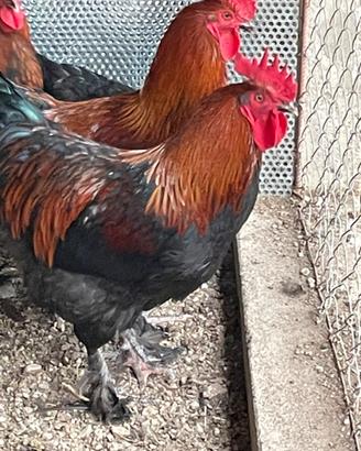 Coppie Marans