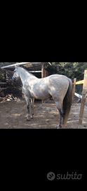 Cavallo spagnolo