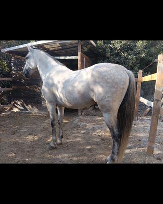 Cavallo spagnolo