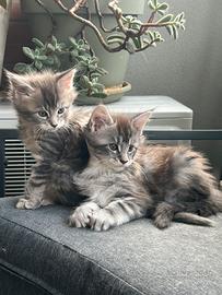 Cuccioli maine coon