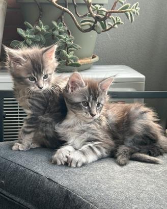 Cuccioli maine coon