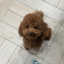 Barboncino maschio disponibile per monta agrigento