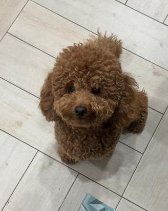 Barboncino maschio disponibile per monta agrigento