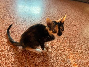 Trilly gattina 2/3 mesi
