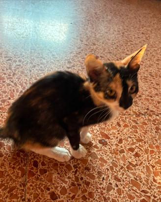 Trilly gattina 2/3 mesi