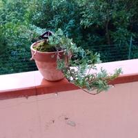 bonsai di ginepro 