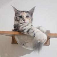 Maine Coon