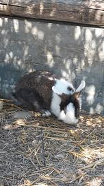Conigli testa di leone