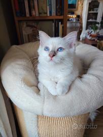 Cuccioli di gatto Sacro di Birmania