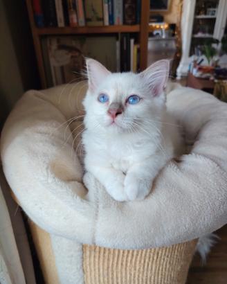Cuccioli di gatto Sacro di Birmania