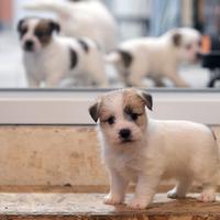 Jack Russell Terrier