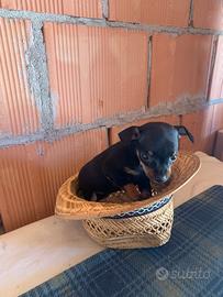 Cucciola di Pinscher