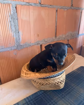 Cucciola di Pinscher