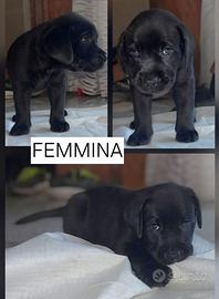 Meravigliosi cuccioli di Labrador Retriver