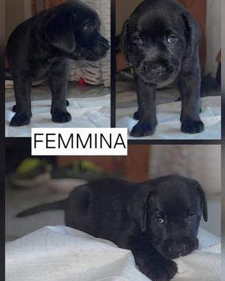 Meravigliosi cuccioli di Labrador Retriver