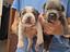 Immagine 2